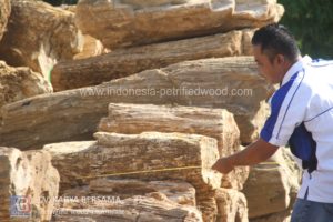 petrified wood raw manterial (5)